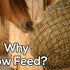 Why Feed Slow?