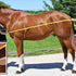 Choosing the Perfect Blanket: Part 1, How to Measure Your Horse for a Blanket
