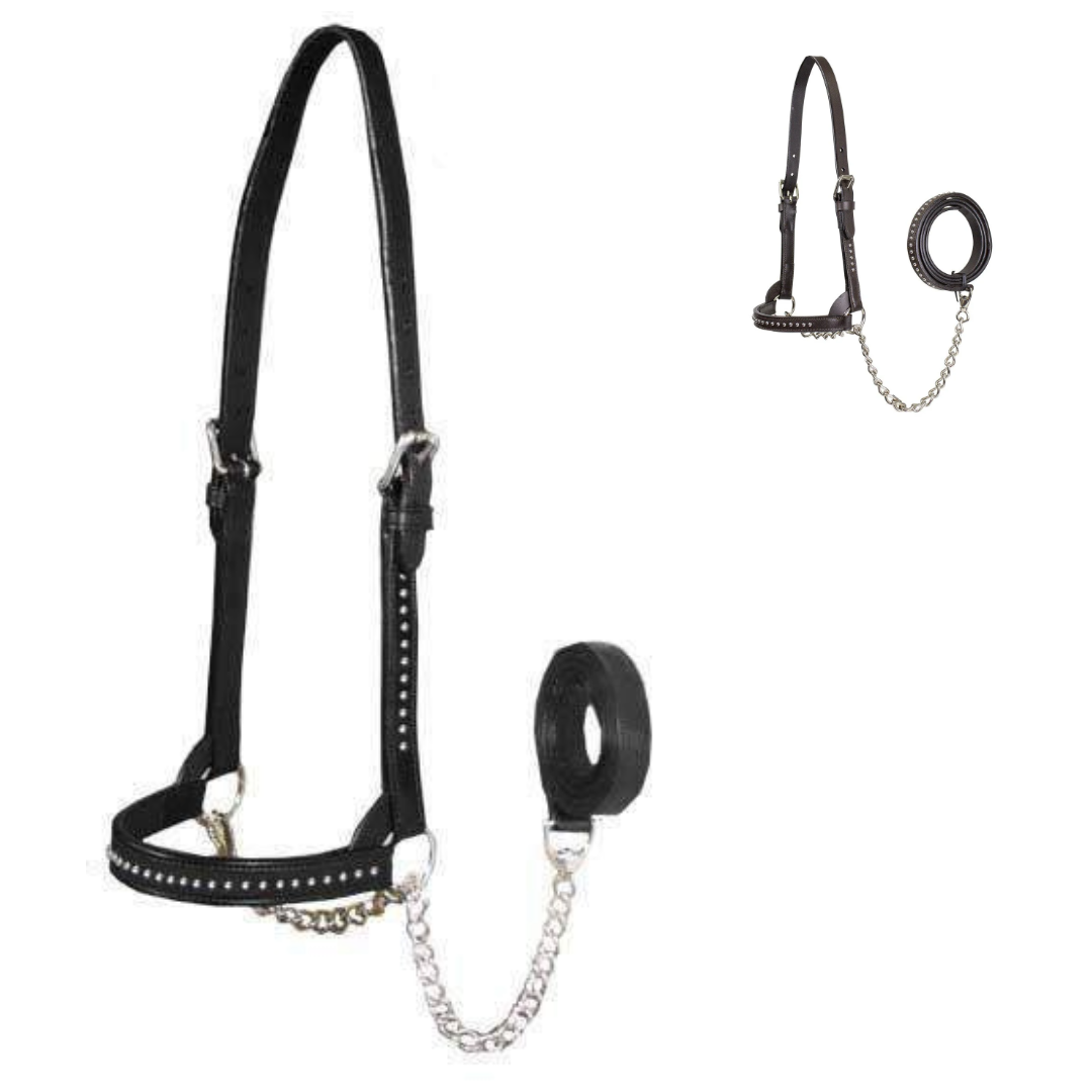 Derby Originals New and Improved Premium Show Spotted Flat Leather Cattle Show Halter, Small/Medium/Large, Adjustable Fit with 48" Lead and 14" Chain, Durable Hardware, 1-Year Warranty