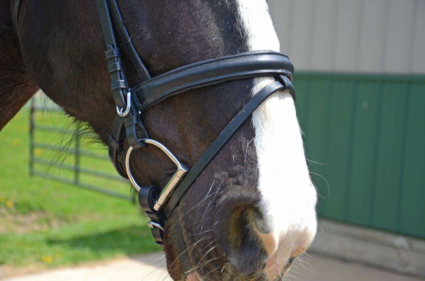 Horse Bridle with Flash and Rubber Reins