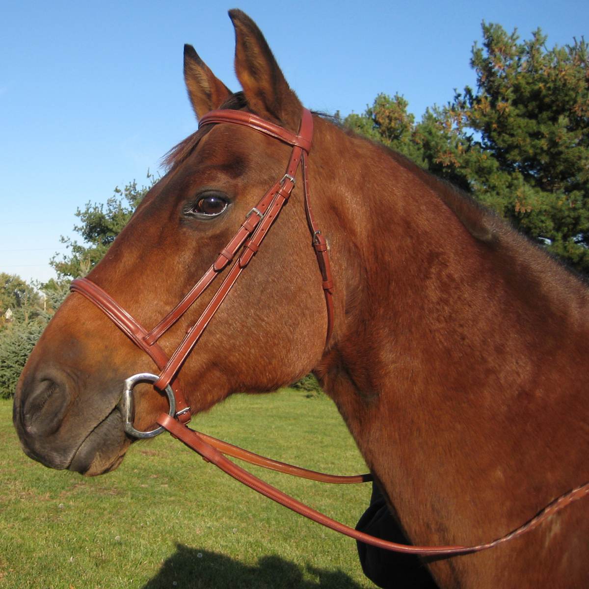 Shop Paris Tack Padded Raised English Horse Bridle with Laced Reins