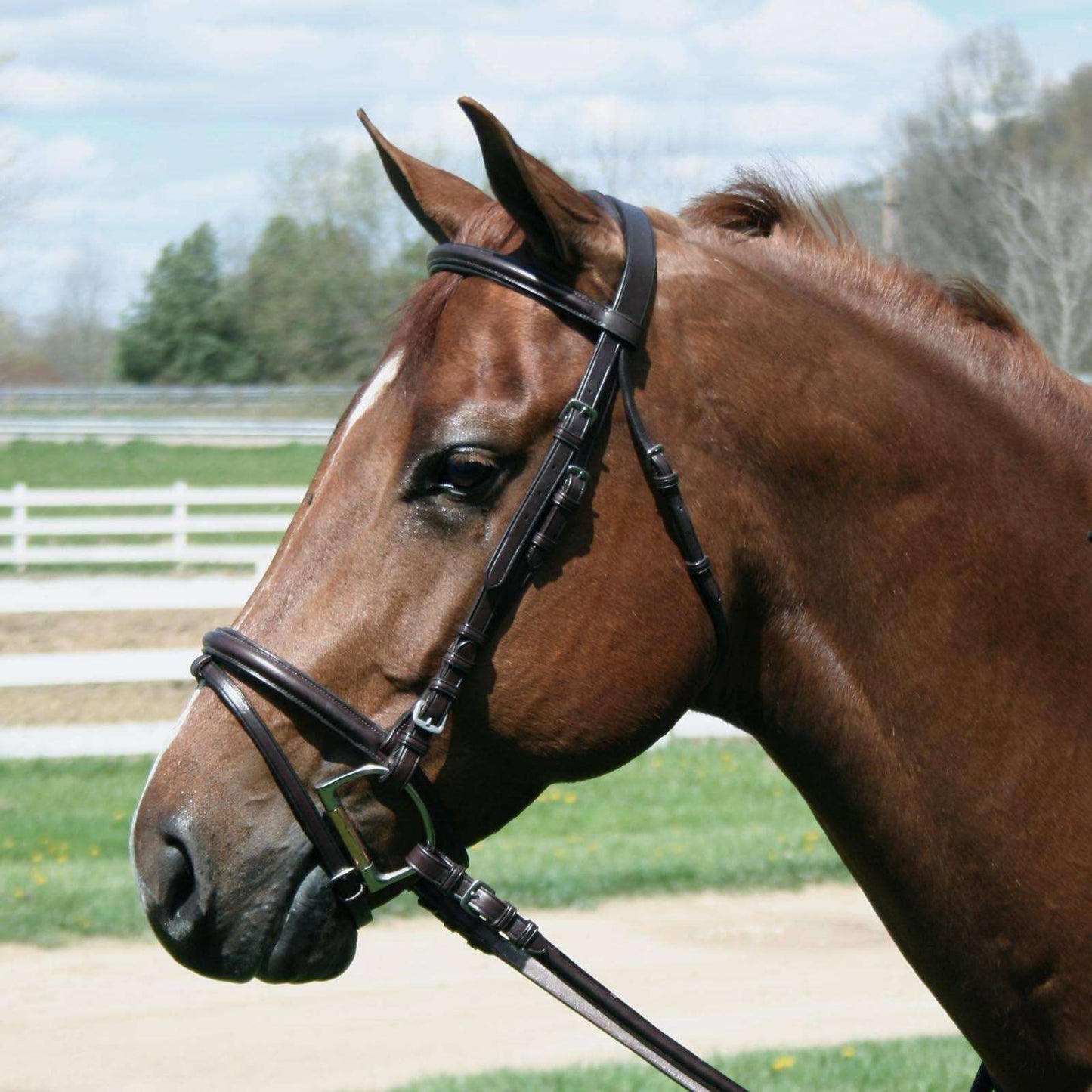 Paris Tack Macmillan Series Dressage Bridle - Tack Wholesale
