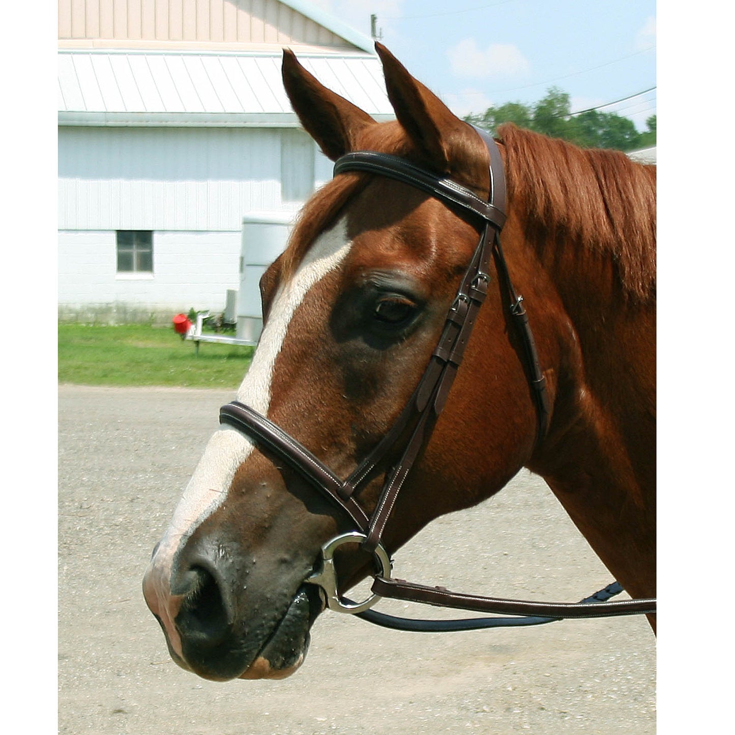Shop Padded Raised English Bridle with Laced Reins