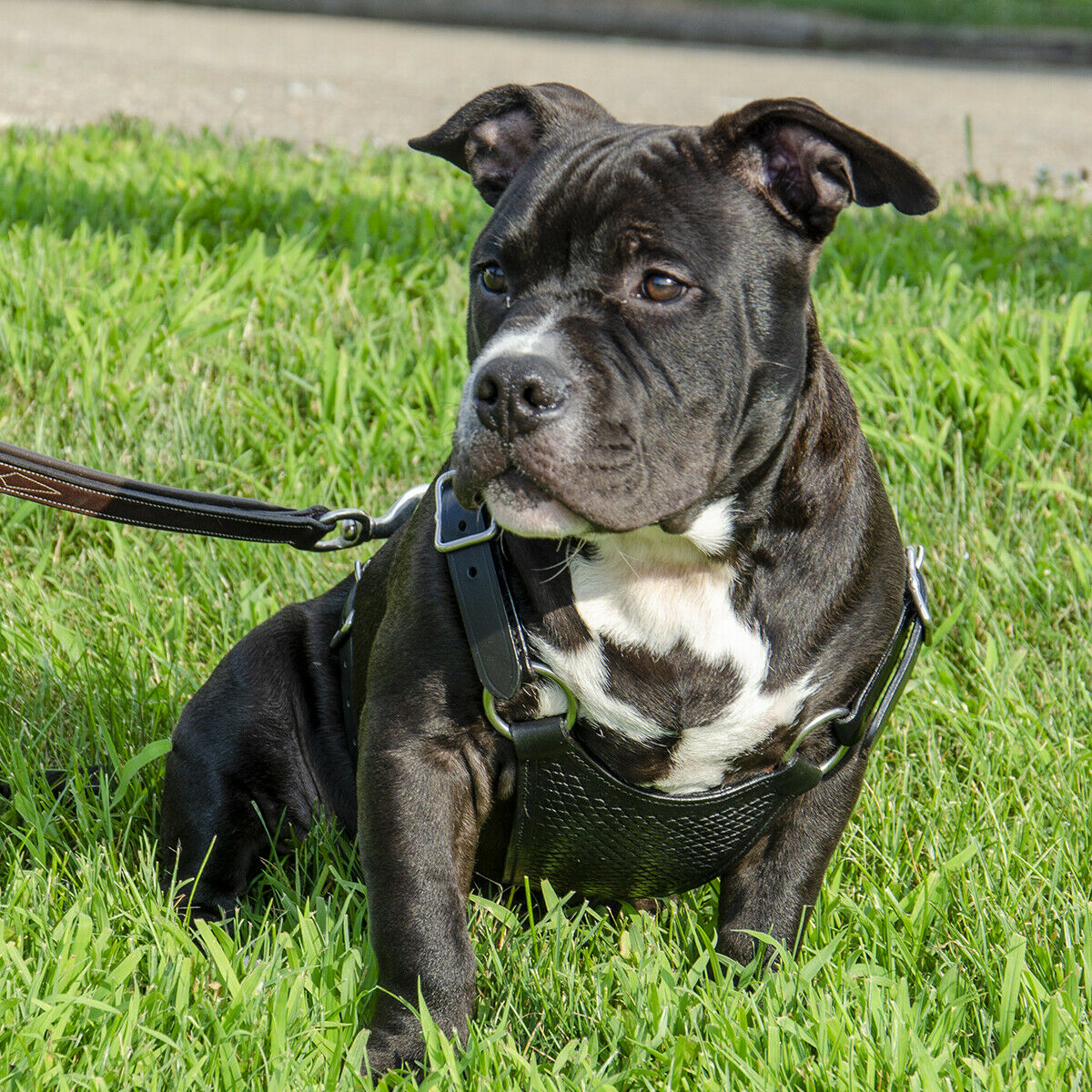 CuteNfuzzy Premium Hand Tooled Gaucho Leather Padded Dog Pulling Harness