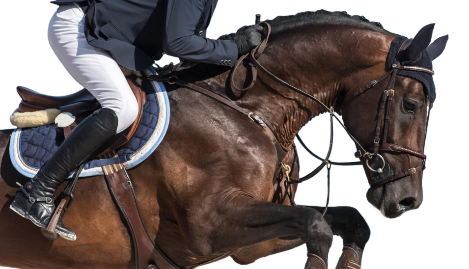 Top 10 Horse Tack Essentials for New Riders | Tack Wholesale