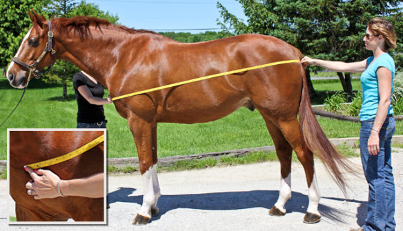 Choosing the Perfect Blanket: Part 1, How to Measure Your Horse for a Blanket