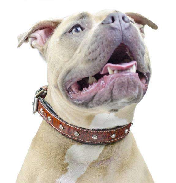Designer Series USA Leather Dog Collars