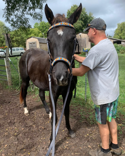 Tahoe Bitless Leather Horse Bridle - Turquoise Navajo Beaded Browband  & Noseband with Split Reins, 1-Year Warranty