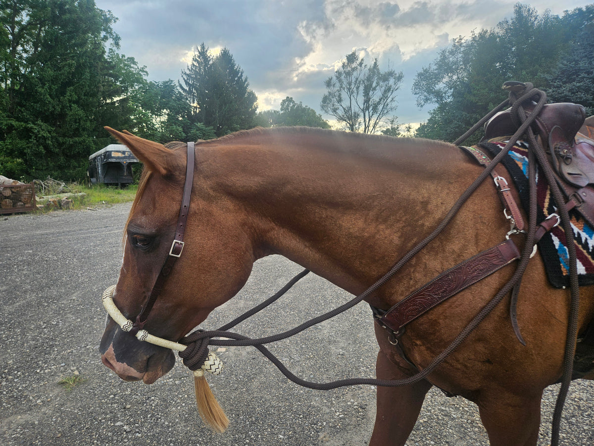 Tahoe 5/8" Natural Rawhide Braided Bosal with Rawhide Core & Leather Hanger Versatile Horse Training Gear with Classic Design & Comfortable Fit Purple/ Med Oil