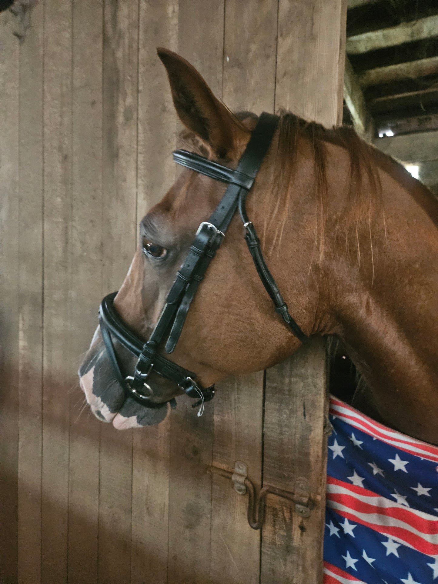 Paris Tack Black Leather Dressage Crank Horse Bridle with Flash and Rubber Reins