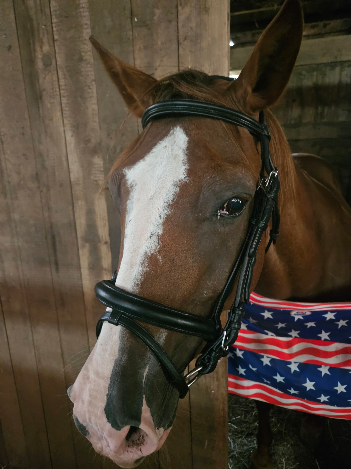 Paris Tack Black Leather Dressage Crank Horse Bridle with Flash and Rubber Reins
