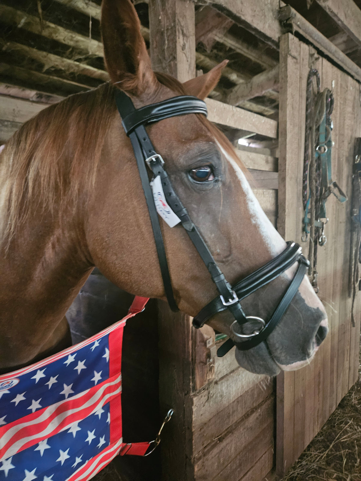 Macmillan Dressage Leather English Bridle with Laced Reins