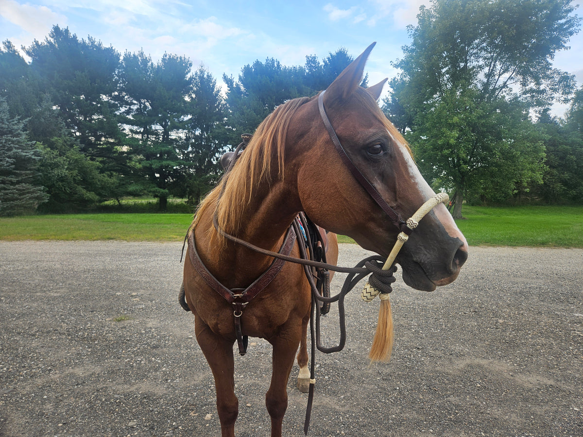 Tahoe 5/8" Natural Rawhide Braided Bosal with Rawhide Core & Leather Hanger Versatile Horse Training Gear with Classic Design & Comfortable Fit Brown / Tan