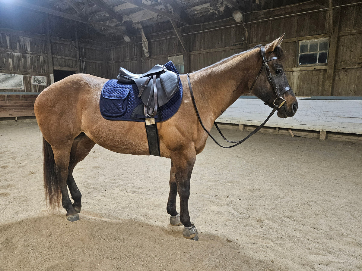 Paris Tack Classic Flat Leather English Hunt Bridle with Laced Reins and 1 Year Warranty