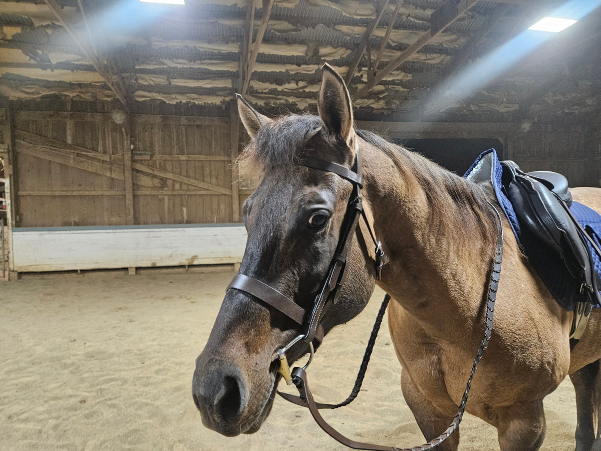 Paris Tack Classic Flat Leather English Hunt Bridle with Laced Reins and 1 Year Warranty