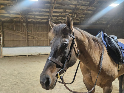 Paris Tack Classic Flat Leather English Hunt Bridle with Laced Reins and 1 Year Warranty