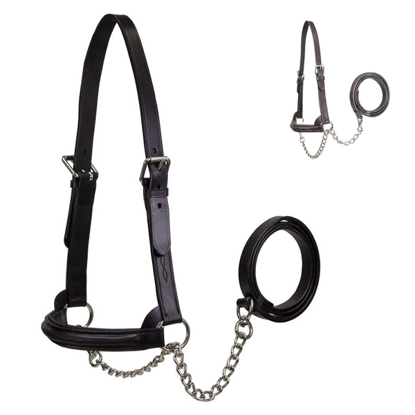 Premium Raised Padded Leather Cattle Show Halter with Chain Lead  - One Year Warranty