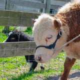 Derby Originals Rolled Leather Cattle Show Halter - One Year Warranty