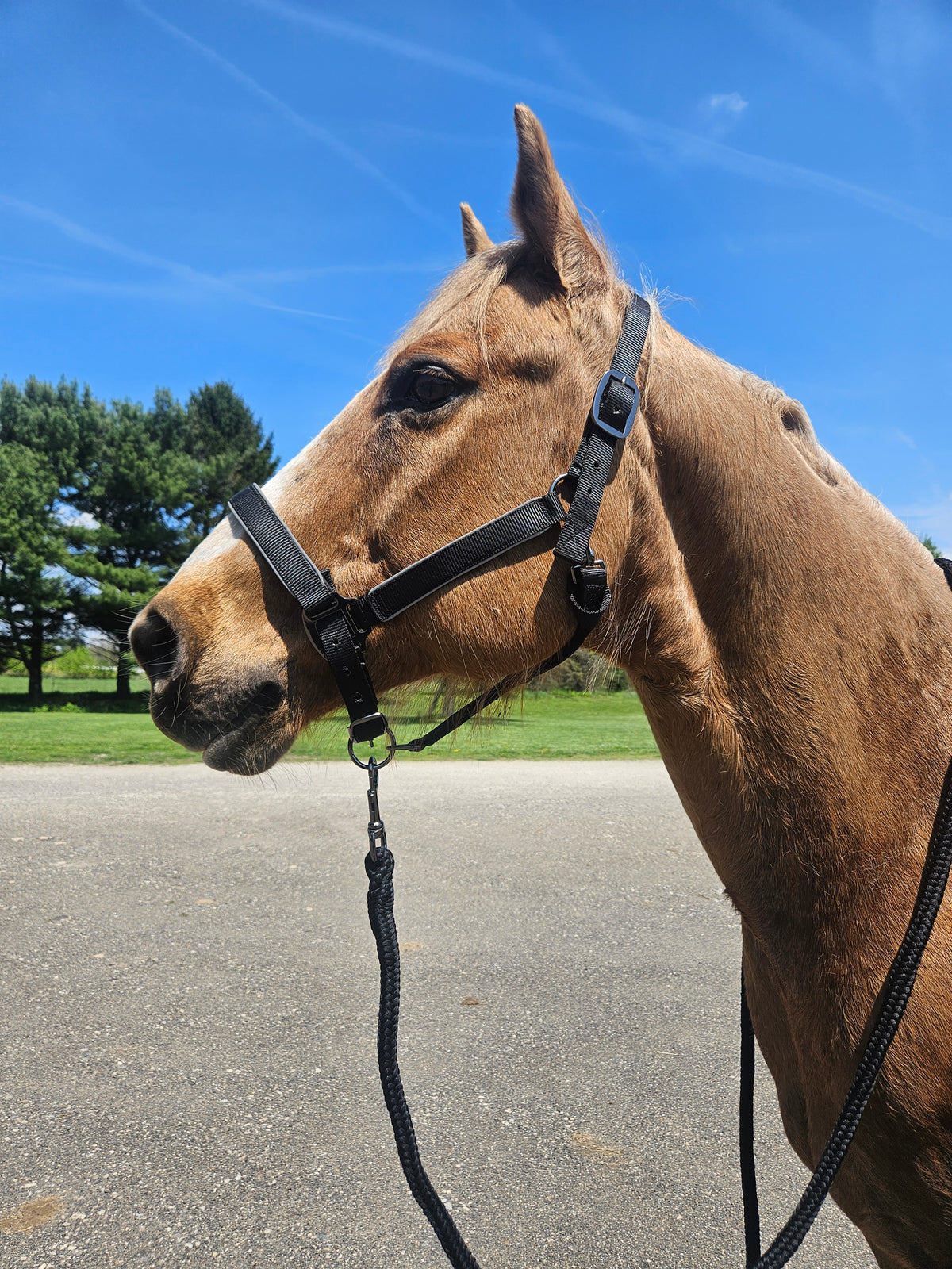 Derby Originals Desert Rose Collection Blackout Reflective Safety Stable Horse Halters with Matching Lead Ropes