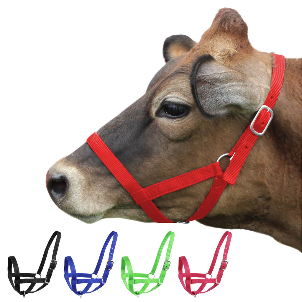 Haltering Cows Derby Originals Adjustable Nylon Livestock Cattle Halters Available in ...