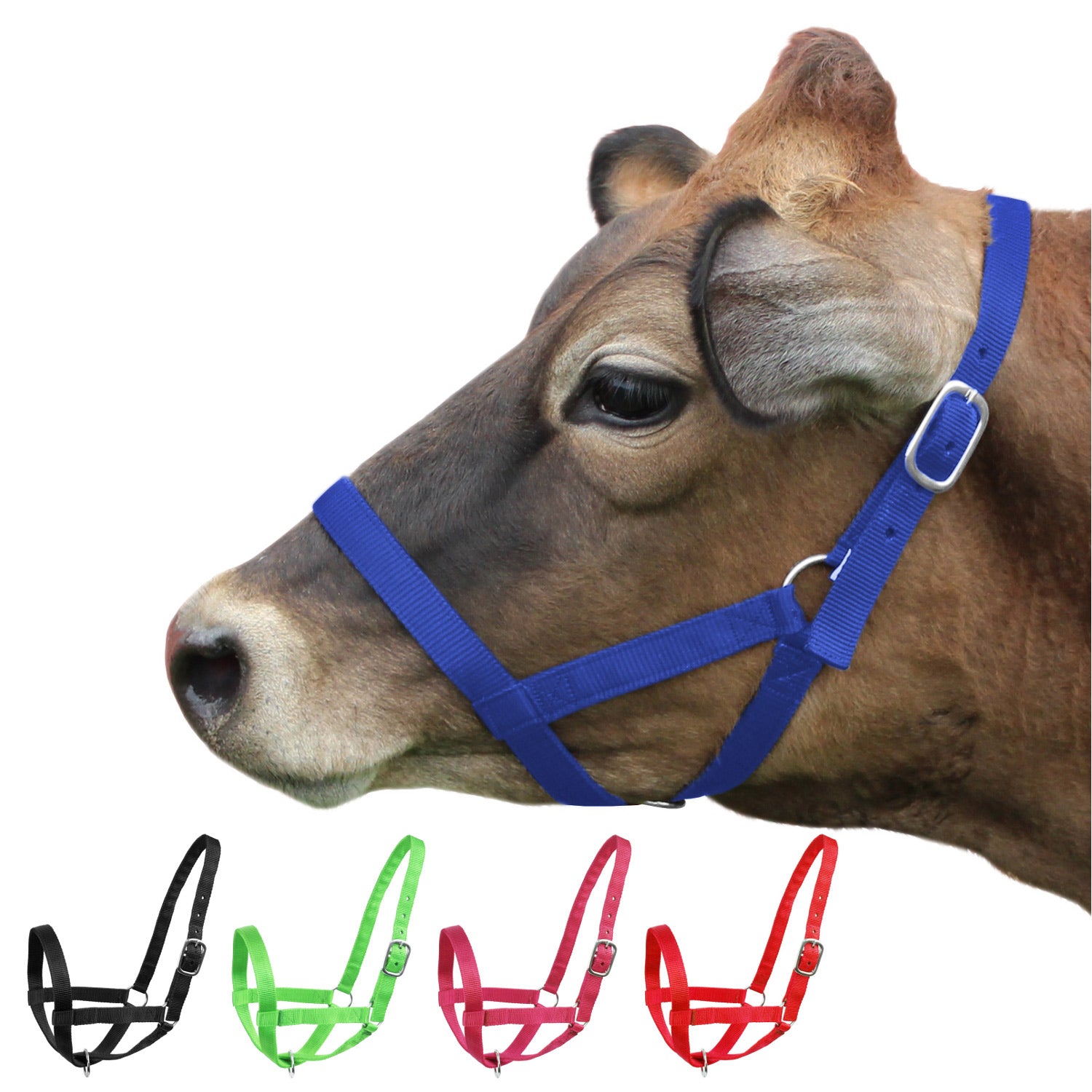Bull Ialter Shop Durable Horse and Cattle Halters for Sale – Tack Wholesale