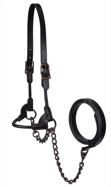 Derby Originals Bronze Beauty Premium Round Rolled Leather Cattle Show Halter with Matching Chain Lead - One Year Limited Manufacturer’s Warranty