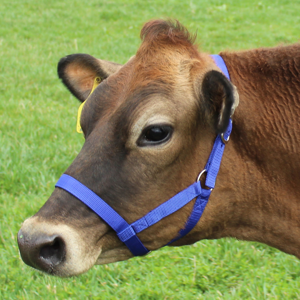 Haltering Cows Derby Originals Adjustable Nylon Livestock Cattle Halters Available in ...