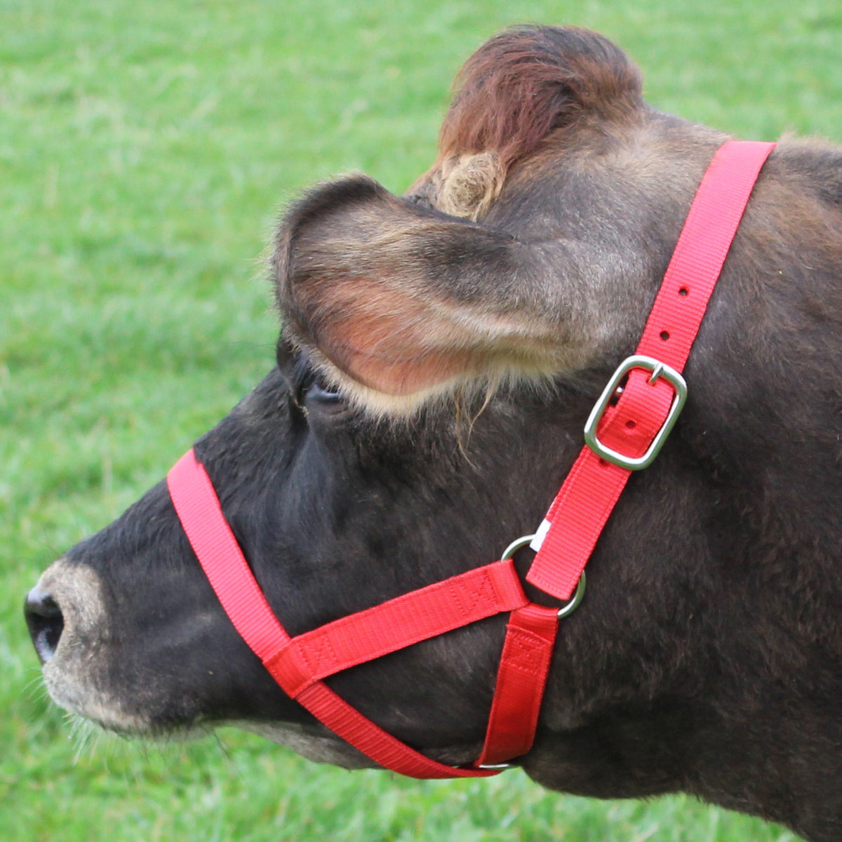 Haltering Cows Derby Originals Adjustable Nylon Livestock Cattle Halters Available in ...
