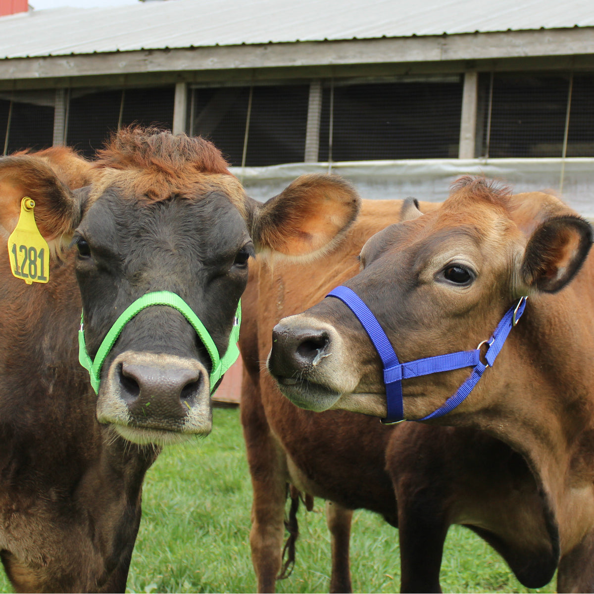 Derby Originals Adjustable Nylon Livestock Cattle Halters Available in ...
