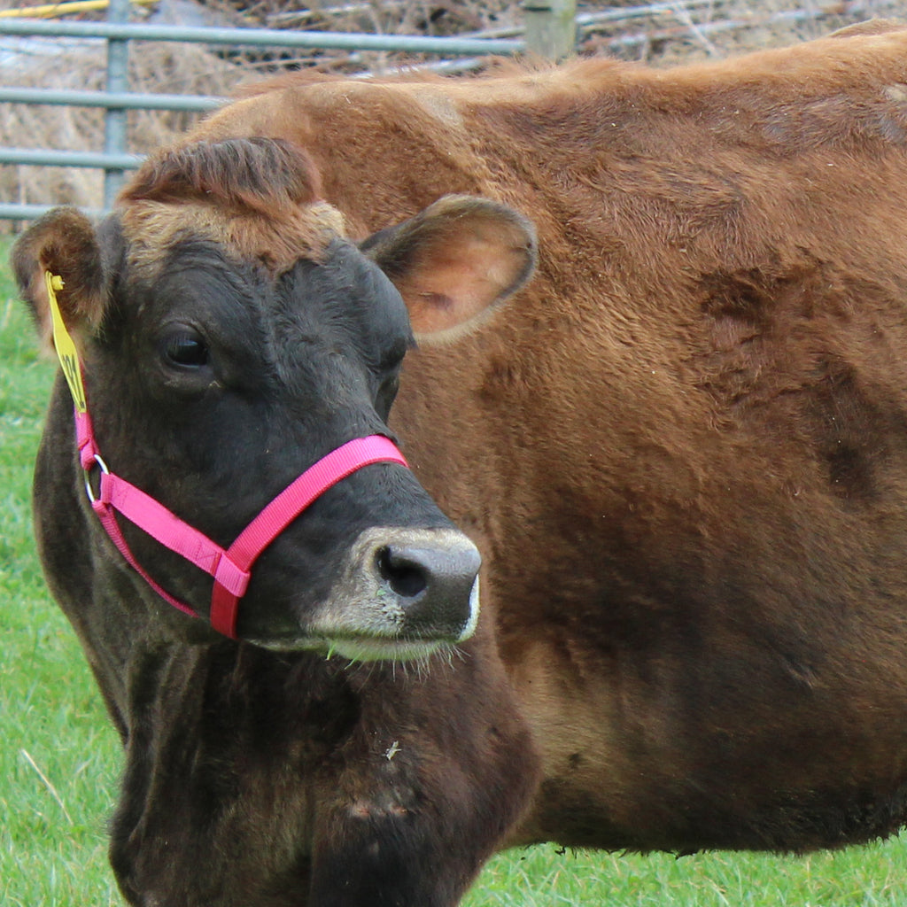 Haltering Cows Derby Originals Adjustable Nylon Livestock Cattle Halters Available in ...