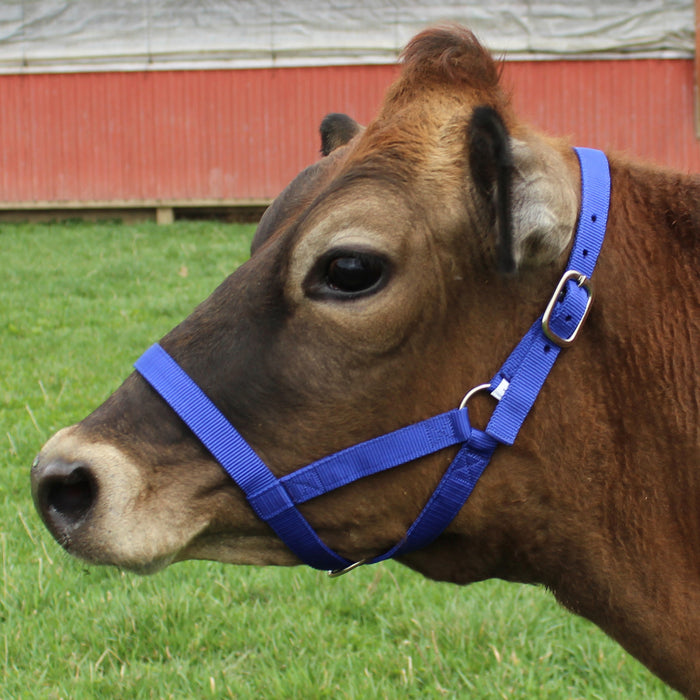 Haltering Cows Derby Originals Adjustable Nylon Livestock Cattle Halters Available in ...
