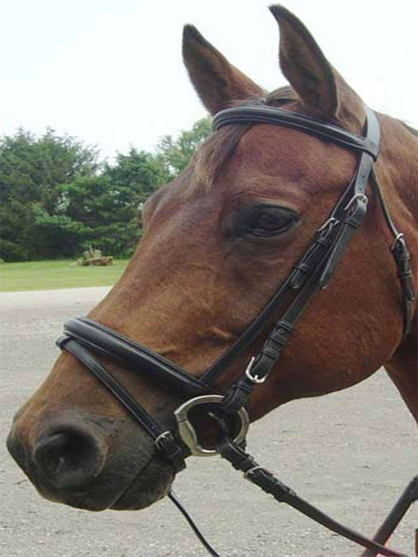 Paris Tack Opulent Series Classic Dressage Bridle with Crank Noseband and Flash Attachment - Tack Wholesale