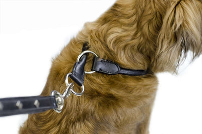CuteNfuzzy Leather Rolled Dog Martingale
