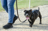 CuteNfuzzy Premium Hand Tooled Gaucho Leather Padded Dog Pulling Harness - Black