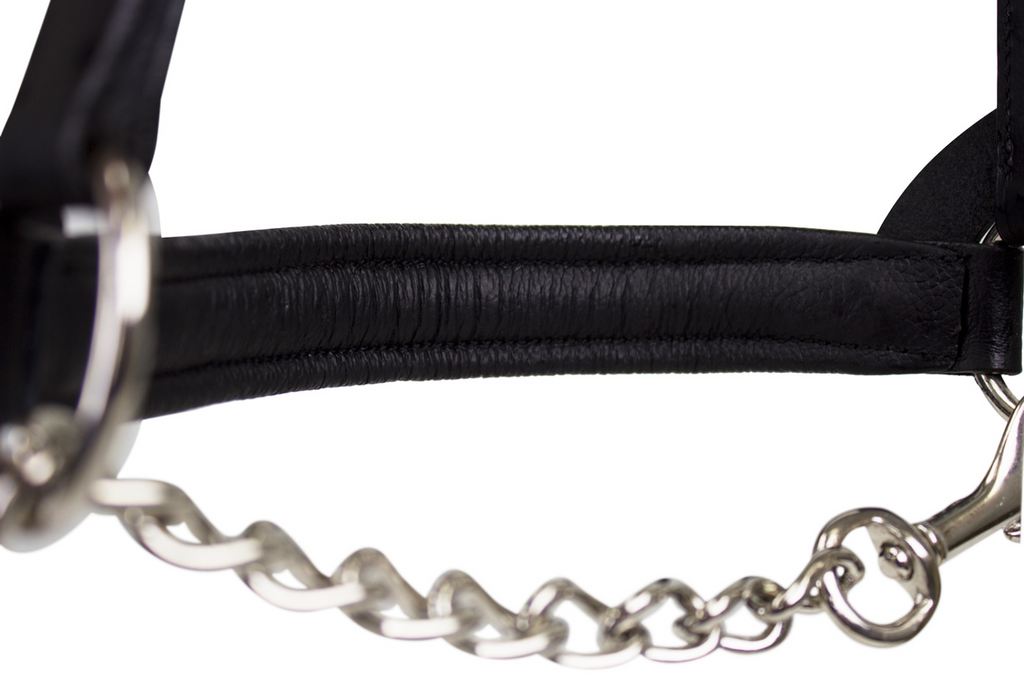 Premium Raised Padded Leather Cattle Show Halter with Chain Lead Tack