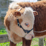 Derby Originals Rolled Leather Cattle Show Halter - One Year Warranty